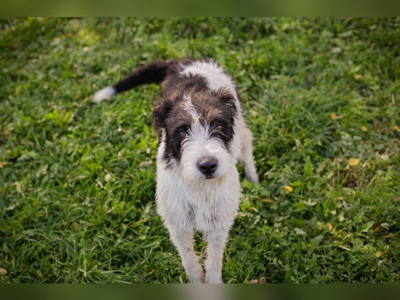 Name: Chip-Nr. 214352 - ich träume von einem eigenen Zuhause bei lieben Menschen! Name: Chip-Nr. 214352 - ich träume von einem eigenen Zuhause bei lieben Menschen!