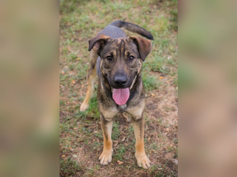 DOBBY - der aktive und verspielte Rüde möchte mit seinen Menschen spielen, toben, lernen..