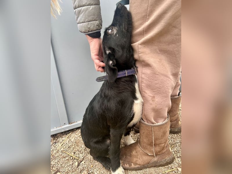 Welpe PAULI - der verspielte und aktive Welpe freut sich auf Menschen, die ihm die Welt zeigen!