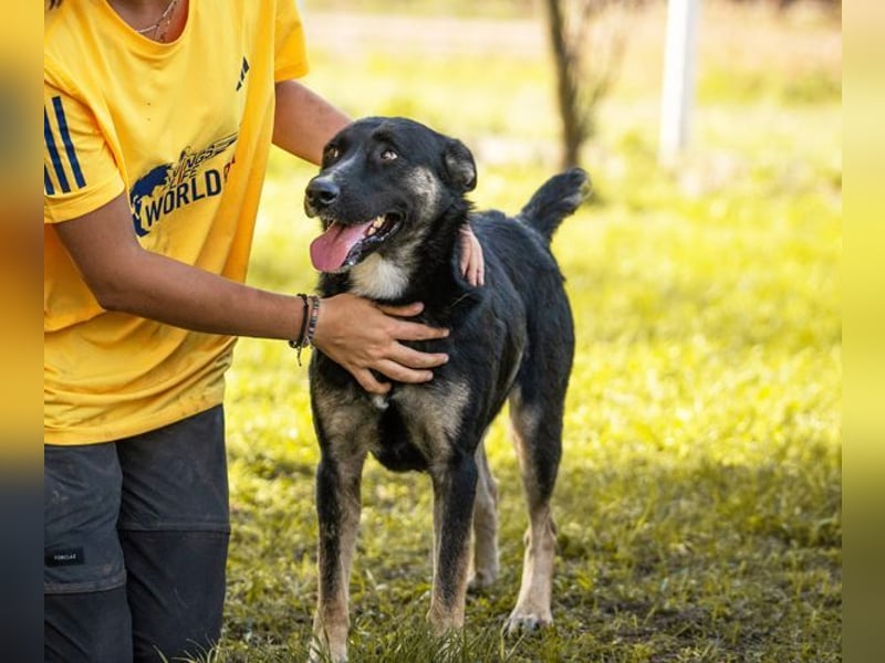DUSTER - der menschenbezogene und höfliche Rüde ist zurückhaltend und lernt schnell