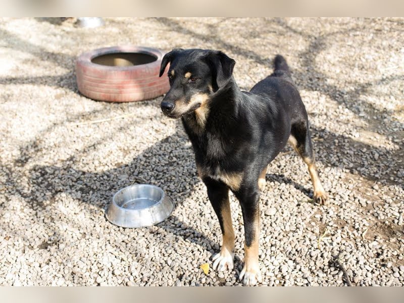 EMO - der zurückhaltende, liebe Rüde mag Spaziergänge und sucht eine hundeerfahrene Familie