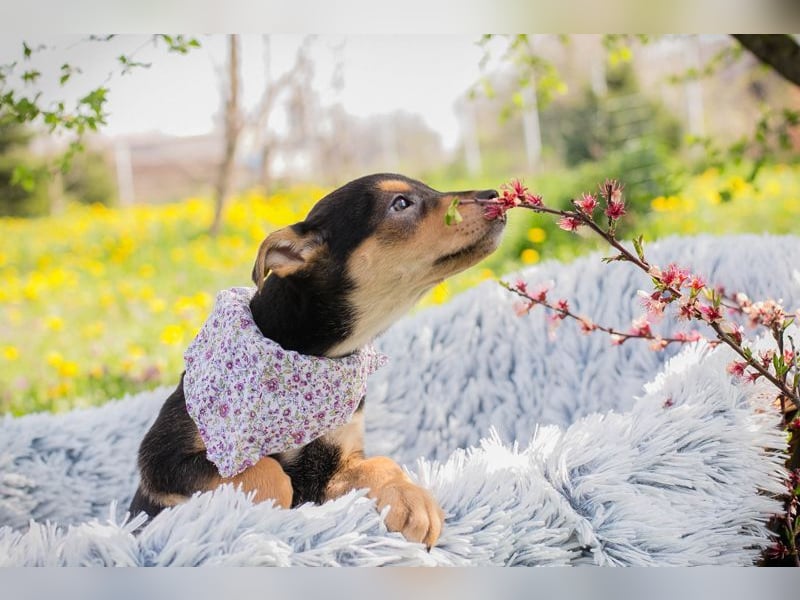 Welpe FUNNY - kraulen, lernen, spielen - wer schenkt mir ein tolles Zuhause?