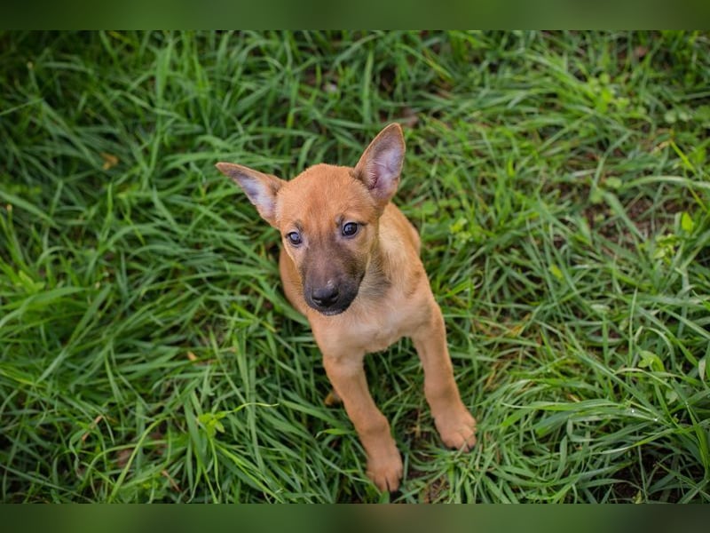 Welpe CLEO - ich bringe eine große Portion Leben und Frohsinn in euer Zuhause!