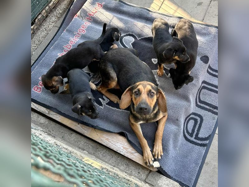 Welpe LUCY - wenn ich groß bin möchte ich eine richtige Familienhündin sein!