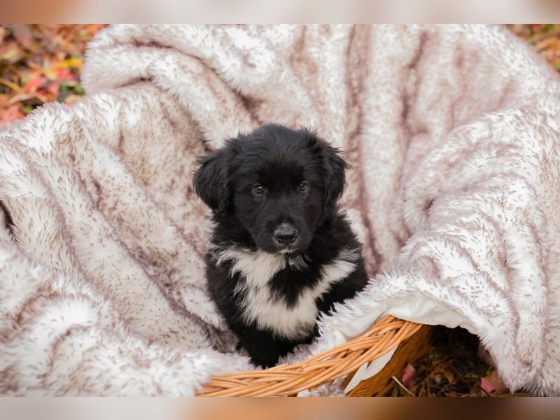 Welpe Chip-Nr. 255510 - der kleine Mann freut sich darauf, mit seinen Menschen die Welt zu entdecken