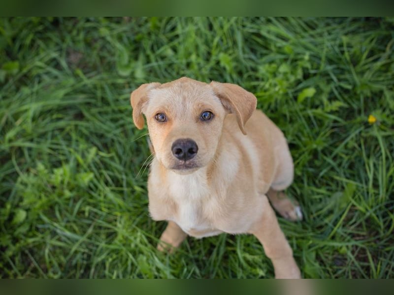 Welpe MILOW - welche liebe Familie schenkt mir ihr Herz?