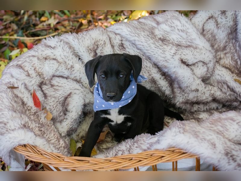 Welpe MERLIN - wenn ich groß bin möchte ich ein richtiger Familienhund sein!