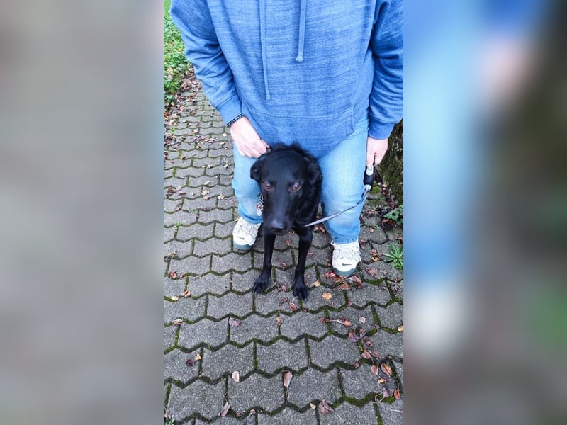 BAGHEERA - ich suche ein tolles Für-Immer Zuhause bei lieben Menschen!