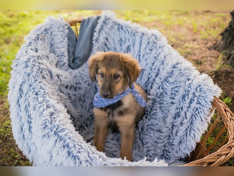 Welpe LUNI - wer möchte mit mir spielen, schmusen, lernen und schenkt mir ein Zuhause? Welpe LUNI - wer möchte mit mir spielen, schmusen, lernen und schenkt mir ein Zuhause?