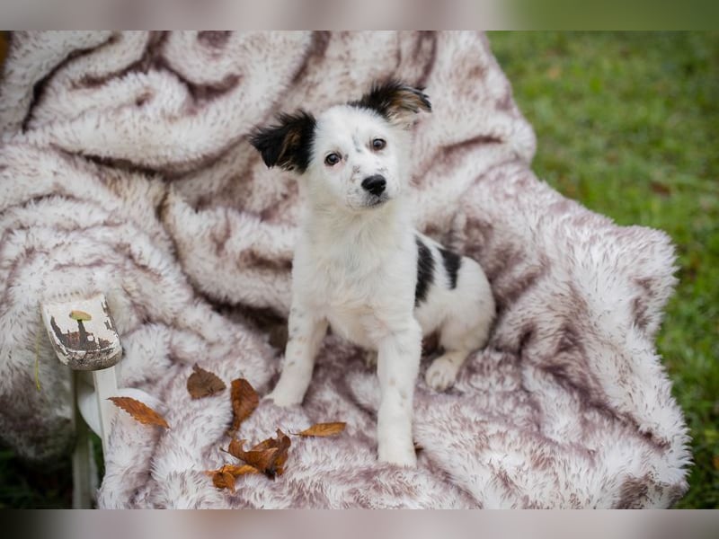 Welpe Chip Nr. 261872 - wenn ich groß bin möchte eine richtige Familienhündin sein!