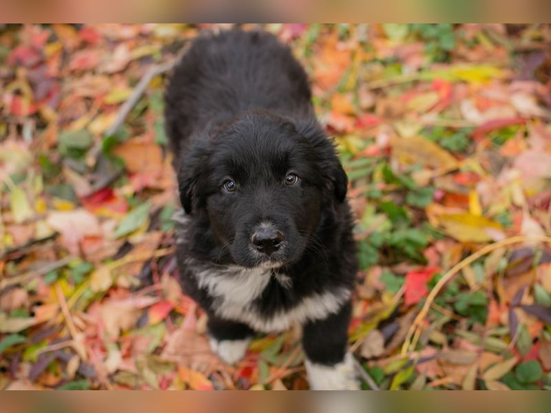 Welpe Chip-Nr. 255510 - der kleine Mann freut sich darauf, mit seinen Menschen die Welt zu entdecken