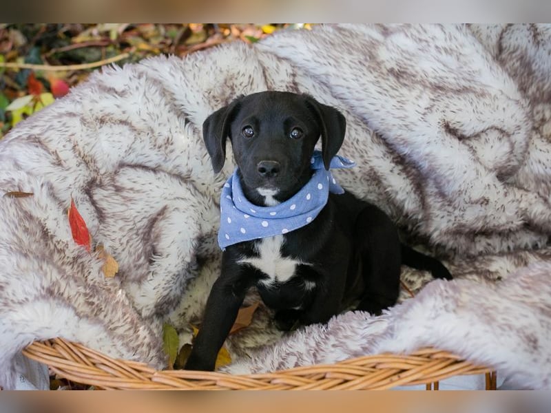 Welpe MERLIN - wenn ich groß bin möchte ich ein richtiger Familienhund sein!
