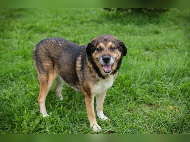 CASIMIR - der lustige, zufriedene und lernwillige ältere Rüde freut sich auf seine eigene Familie