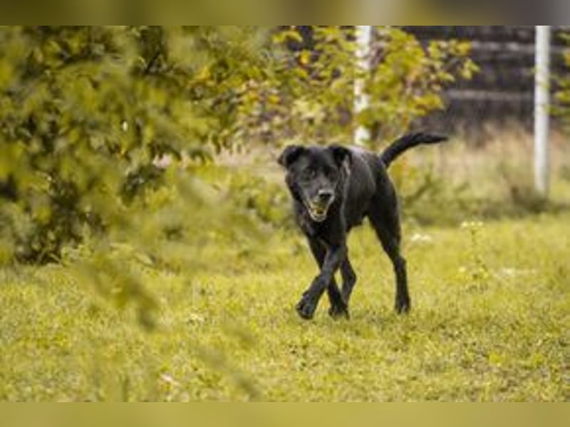 HANS - auf der Suche nach einer tollen Familie - der freundliche Rüde Hans!