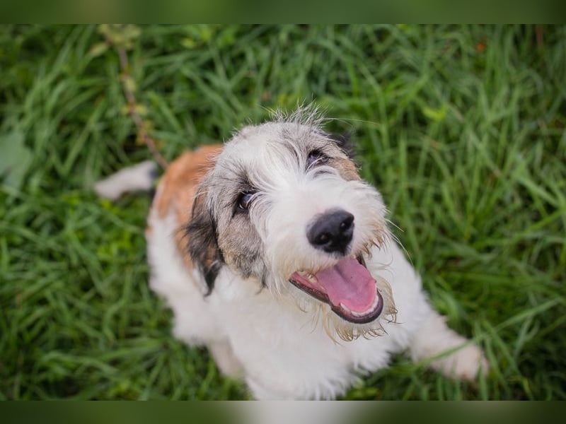 Welpe LENNY - dieses goldige Kerlchen sucht ein kuscheliges Plätzchen