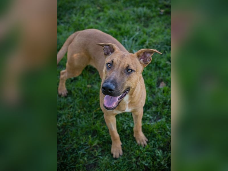 DJEGO - der aktive und verspielte junge Rüde freut sich auf eine eigene Familie