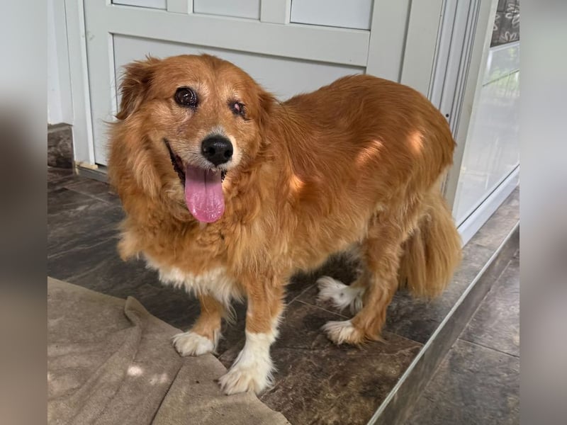 PI - ich freue mich auf liebevolles Für-Immer Zuhause!