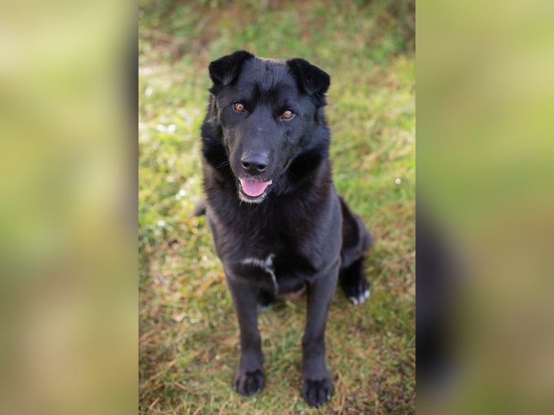 DUSTY - der aufgeschlossene und freundliche Rüde freut sich auf ein tolles Für-Immer Zuhause