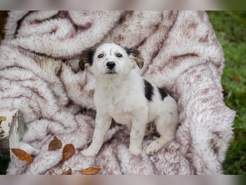 Welpe Chip Nr. 261872 - wenn ich groß bin möchte eine richtige Familienhündin sein!