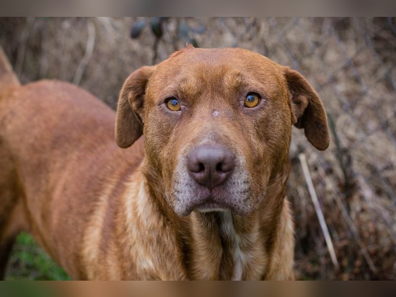 LIO - der hübsche Rüde möchte mit seiner Familie die Welt entdecken!