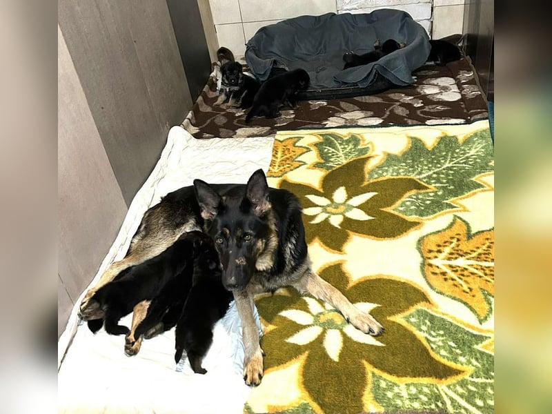 Welpe HANK - der kleine Racker sucht ein liebevolles Für-Immer Zuhause