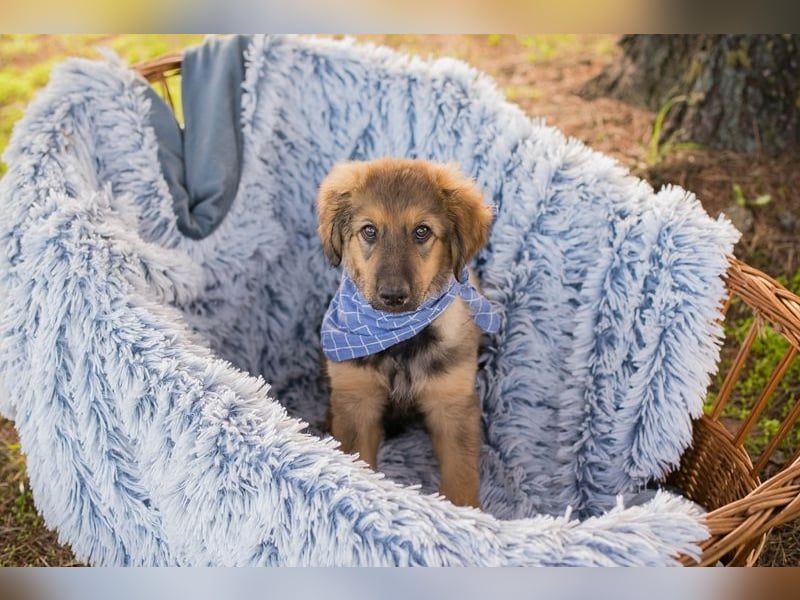 Welpe LUNI - wer möchte mit mir spielen, schmusen, lernen und schenkt mir ein Zuhause? Welpe LUNI - wer möchte mit mir spielen, schmusen, lernen und schenkt mir ein Zuhause?