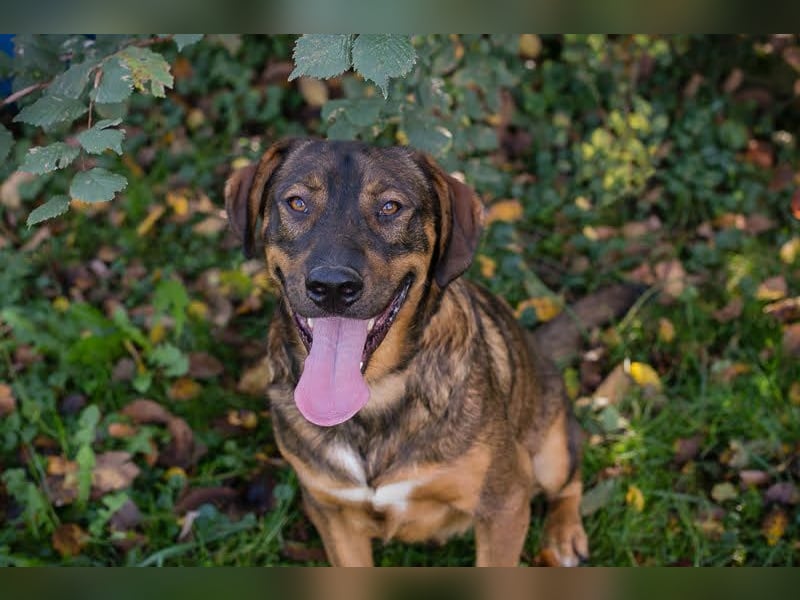 FREDDY - der liebe Rüde mag Menschen und Artgenossen sehr und liebt es, Ball zu spielen