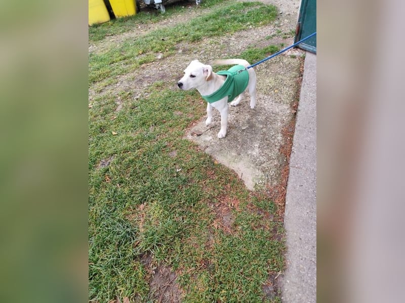 Welpe QUATRO - ich freue mich darauf mit meinen Menschen die Welt zu entdecken!