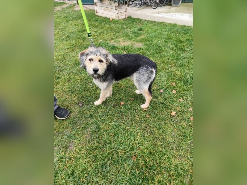 TOGGO - welche liebe, geduldige Familie zeigt mir, wie schön ein Hundeleben sein kann?