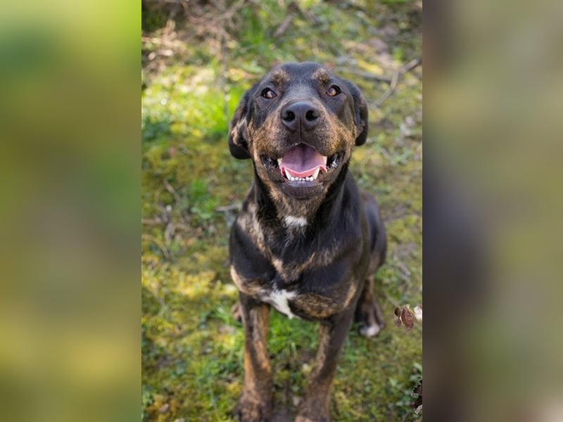 Chip-Nr. 181477 - das hübsche Hundemädchen sucht Menschen, die mit ihr kuscheln und lernen