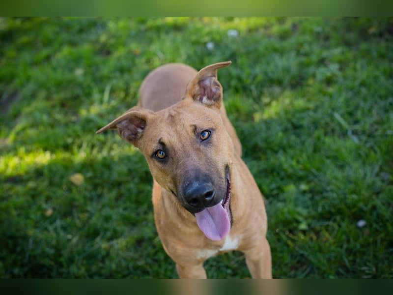 DJEGO - der aktive und verspielte junge Rüde freut sich auf eine eigene Familie