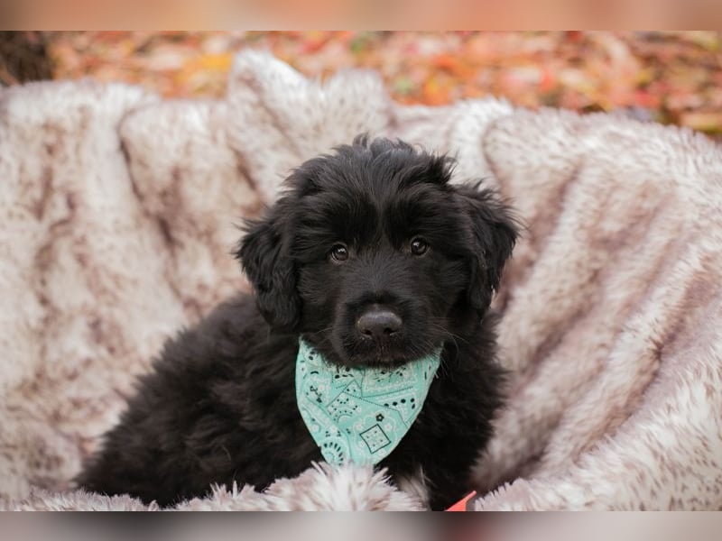 Welpe  Chip-Nr. 257133 - das goldige Kerlchen sucht ein liebes Für-Immer Zuhause!