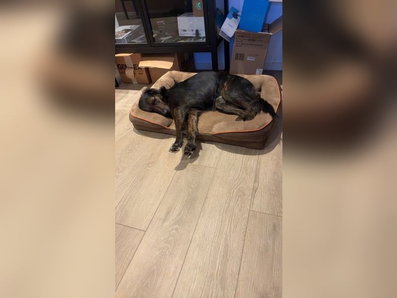 AKKI - das liebe, stürmische Kuschelmonster sucht eine unternehmungslustige, konsequente Familie