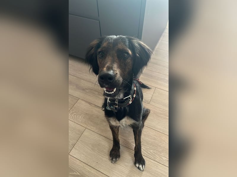 AKKI - das liebe, stürmische Kuschelmonster sucht eine unternehmungslustige, konsequente Familie