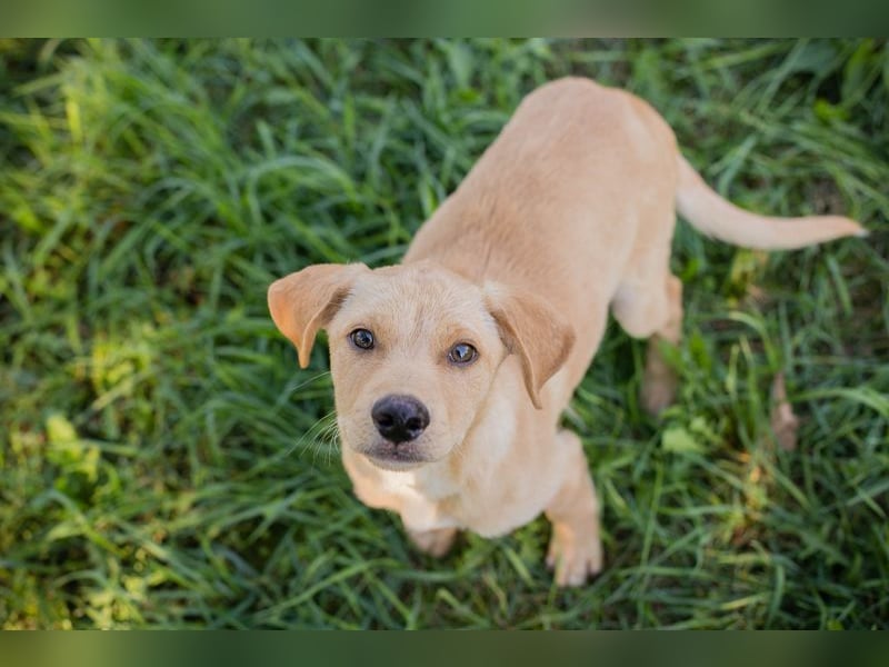 Welpe MILOW - welche liebe Familie schenkt mir ihr Herz?