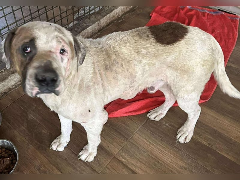 GUSTAV - der liebe Rüde sucht ein ruhigeres Zuhause bei einfühlsamen Menschen