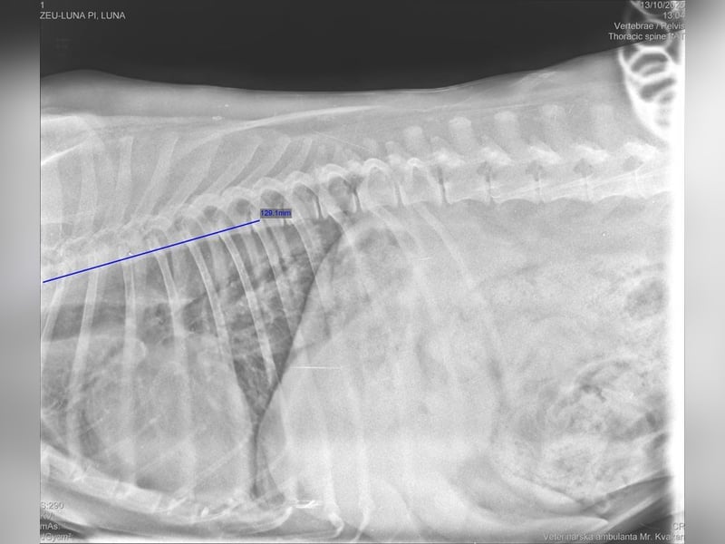 PI - ich freue mich auf liebevolles Für-Immer Zuhause!