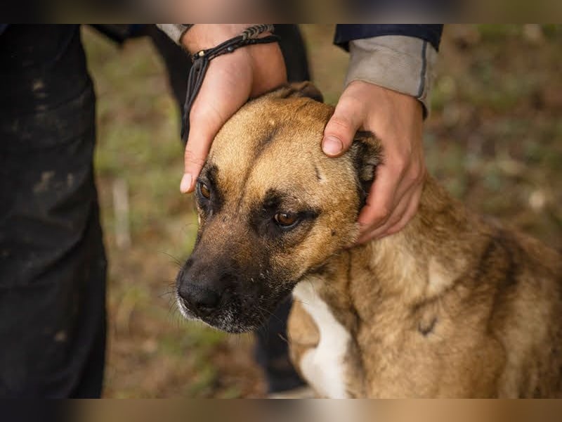 BERTA - neugieriger Balljunkie mit kleinem Handicap sucht Menschen mit Hundeerfahrung