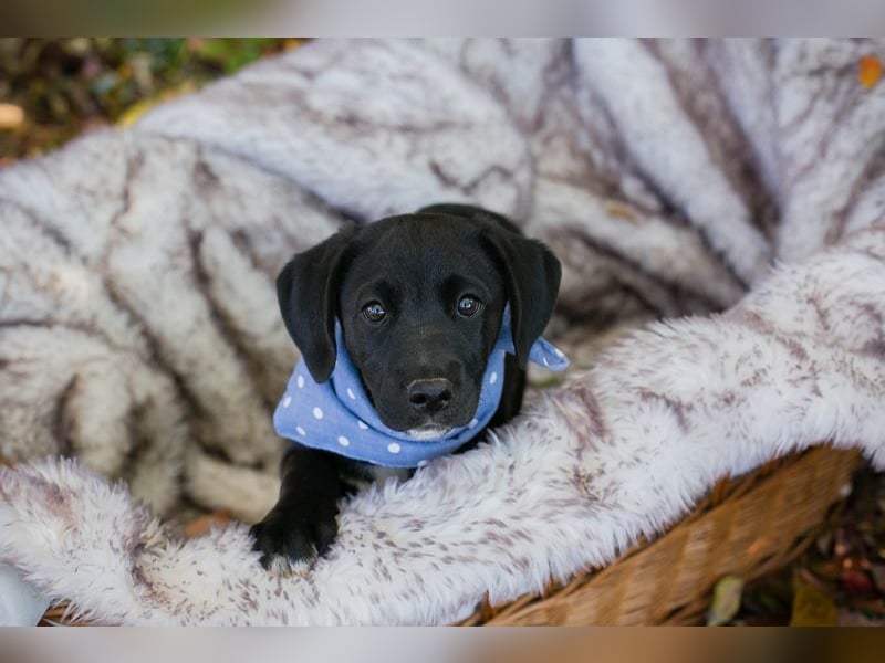 Welpe MERLIN - wenn ich groß bin möchte ich ein richtiger Familienhund sein!
