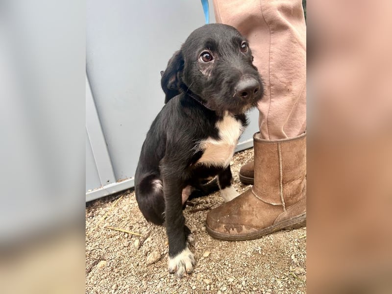 Welpe PAULI - der verspielte und aktive Welpe freut sich auf Menschen, die ihm die Welt zeigen!