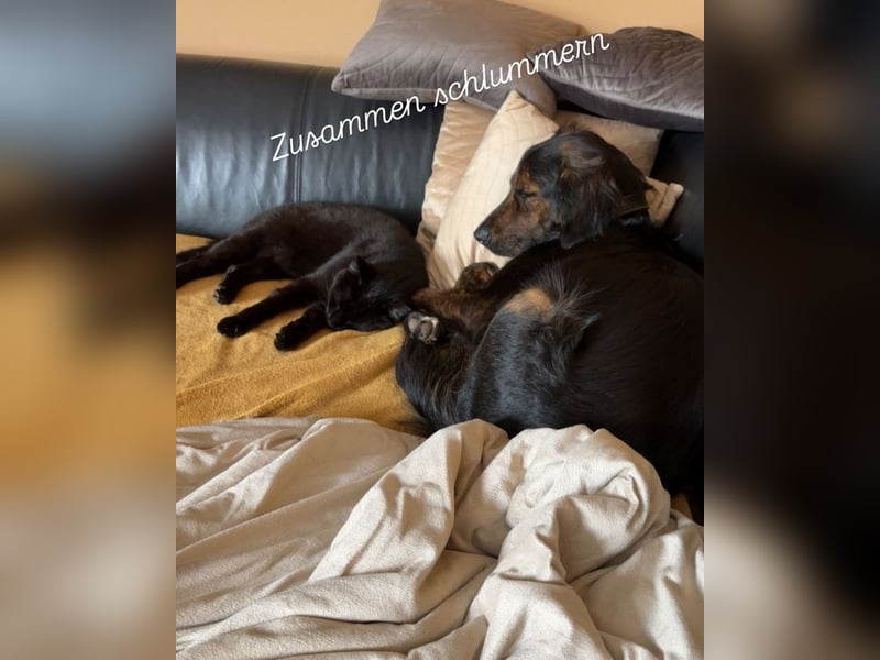 AKKI - das liebe, stürmische Kuschelmonster sucht eine unternehmungslustige, konsequente Familie