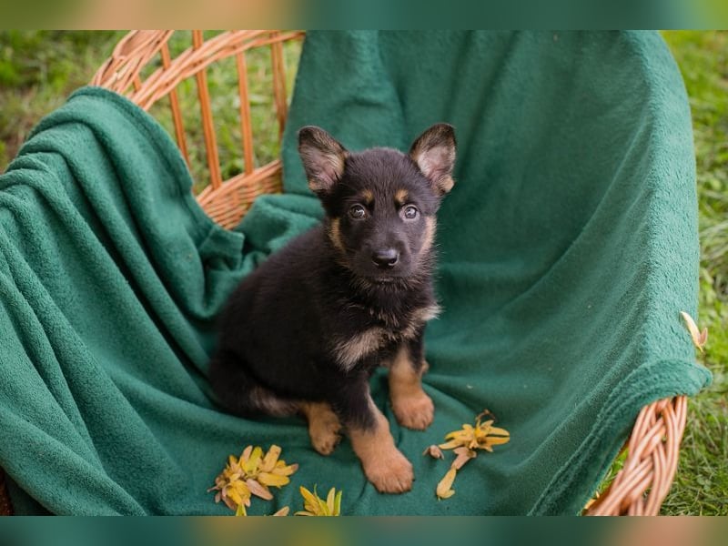 Welpe HANK - der kleine Racker sucht ein liebevolles Für-Immer Zuhause
