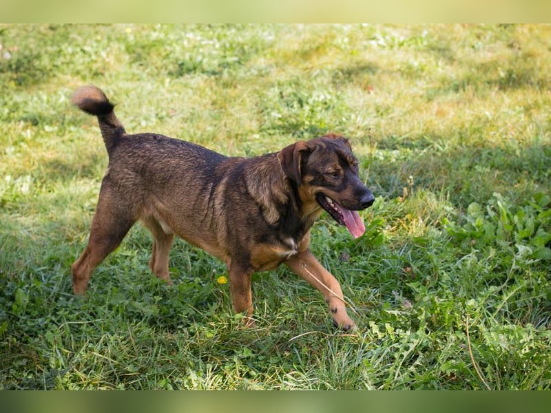 FREDDY - der liebe Rüde mag Menschen und Artgenossen sehr und liebt es, Ball zu spielen
