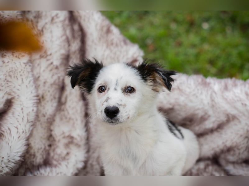 Welpe Chip Nr. 261872 - wenn ich groß bin möchte eine richtige Familienhündin sein!