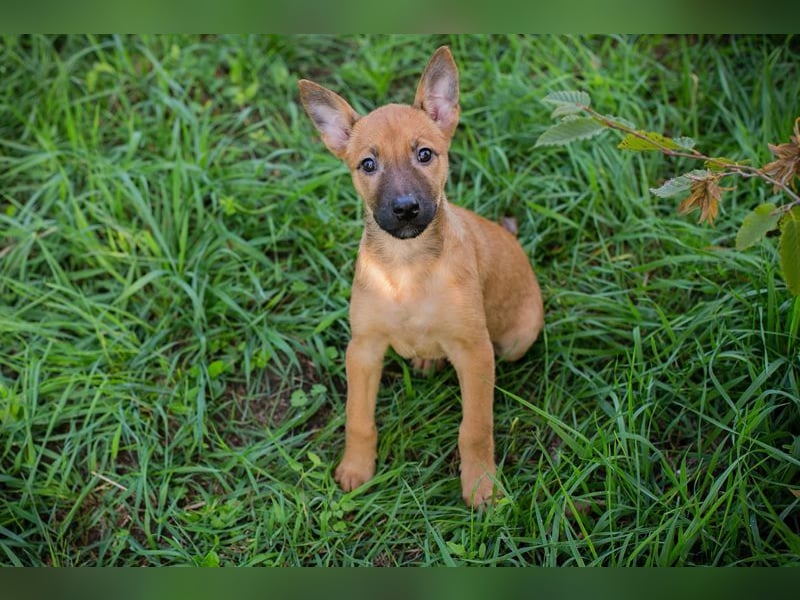 Welpe CLEO - ich bringe eine große Portion Leben und Frohsinn in euer Zuhause!