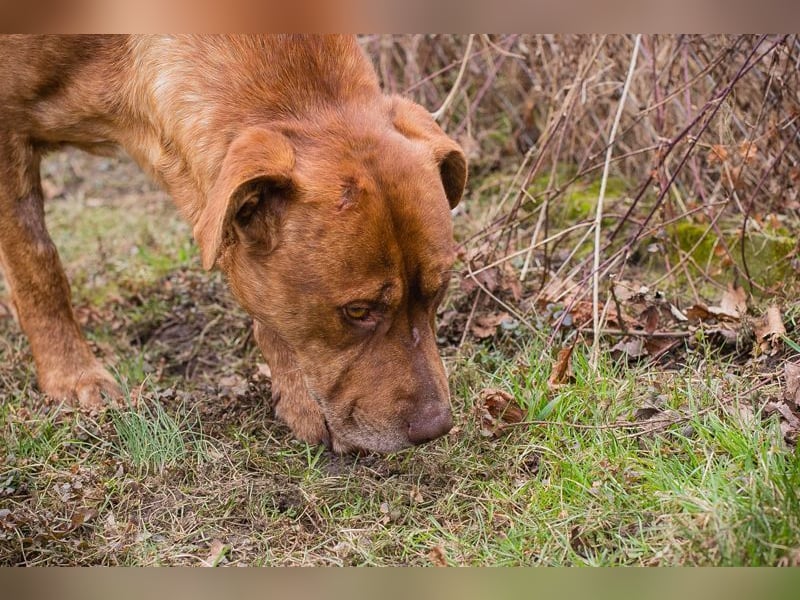 LIO - der hübsche Rüde möchte mit seiner Familie die Welt entdecken!