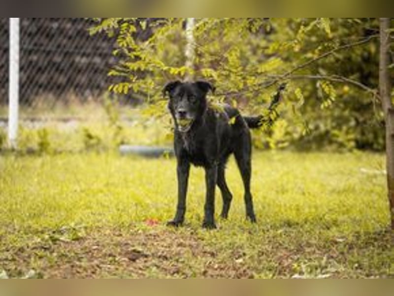 HANS - auf der Suche nach einer tollen Familie - der freundliche Rüde Hans!