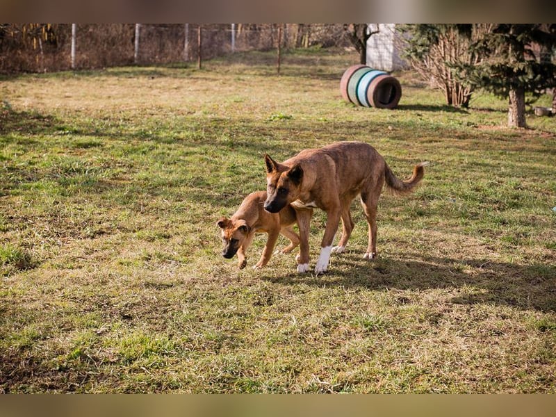 CARDI - die aktive, soziale und verspielte Hündin möchte ein Teil DEINER Familie sein!