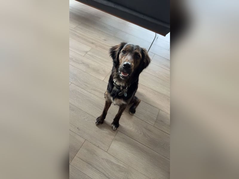 AKKI - das liebe, stürmische Kuschelmonster sucht eine unternehmungslustige, konsequente Familie