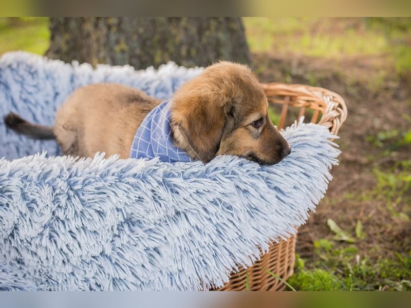 Welpe LUNI - wer möchte mit mir spielen, schmusen, lernen und schenkt mir ein Zuhause? Welpe LUNI - wer möchte mit mir spielen, schmusen, lernen und schenkt mir ein Zuhause?